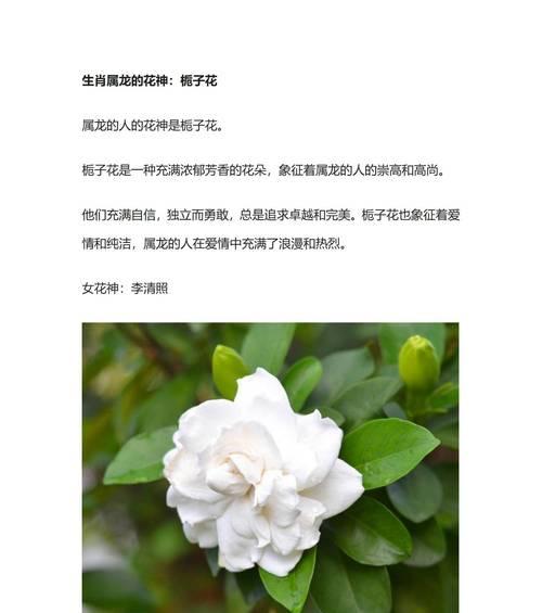 栀子花花语是什么意思？栀子花象征着什么？