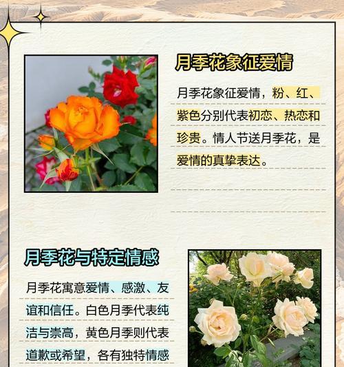 四季各自有哪些象征性的花朵？