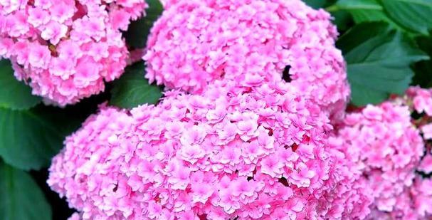哪些花象征迷幻？探索花卉中的梦幻世界？