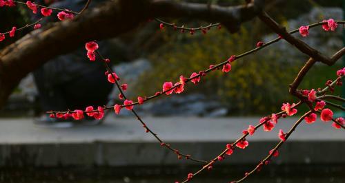 哪些花象征迷幻？探索花卉中的梦幻世界？
