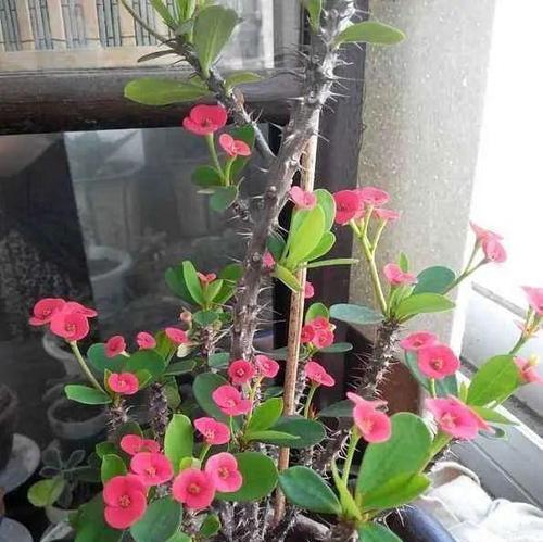 哪种花代表渴望？