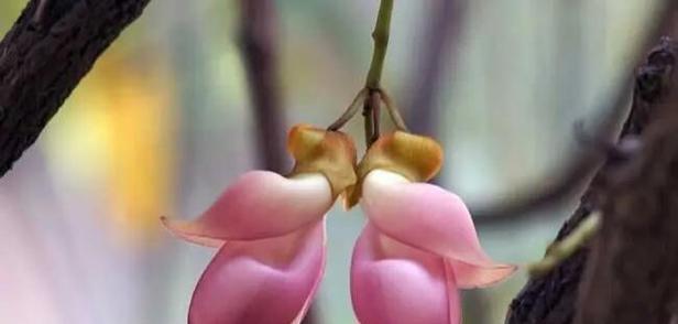 花穗的真正含义是什么？花穗在花语中象征着什么？