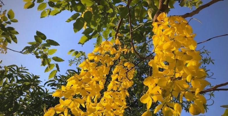 泰国串花的含义是什么？泰国串花象征着什么？