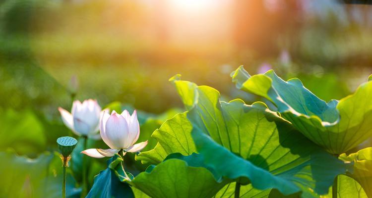 夕阳花的寓意是什么意思？夕阳花代表的含义是什么？