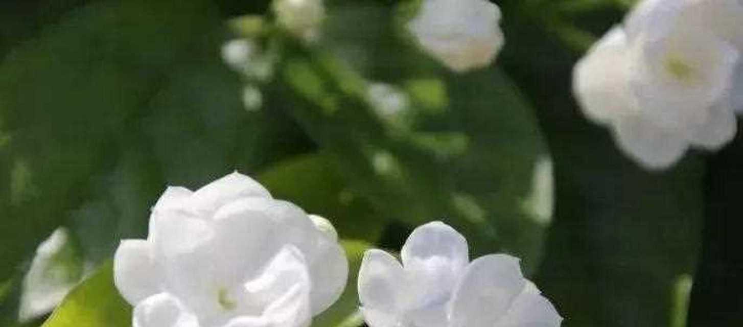 花的含义茉莉花是什么？