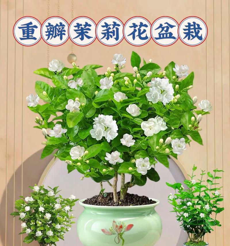 花的含义茉莉花是什么？