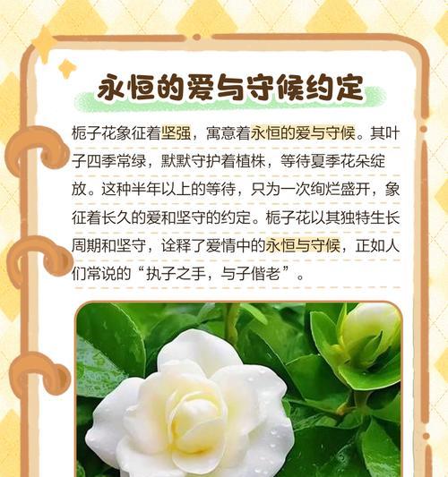 栀子花的花语是什么？它有什么特别含义？