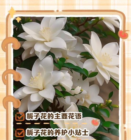 栀子花的花语是什么？它有什么特别含义？