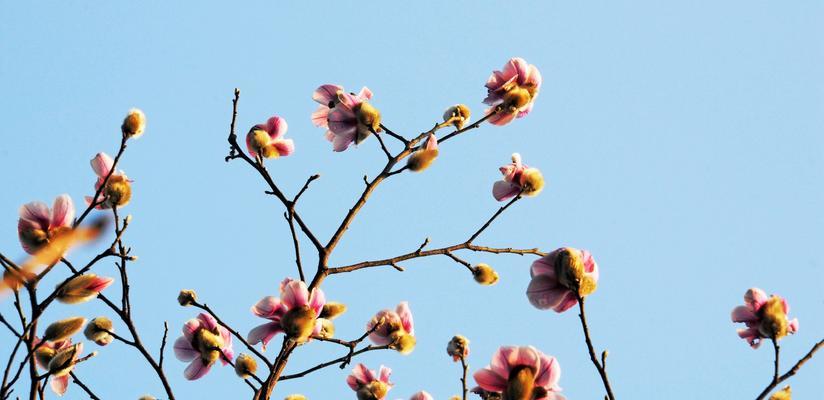 无锡市花的文化与历史意义是什么？