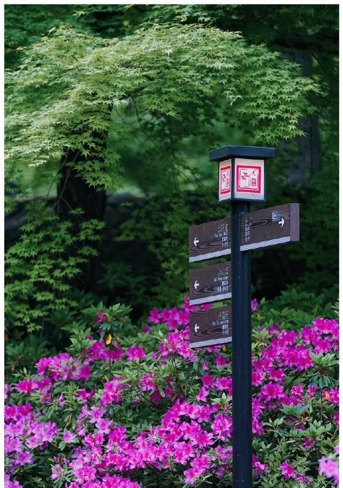 无锡市花的文化与历史意义是什么？