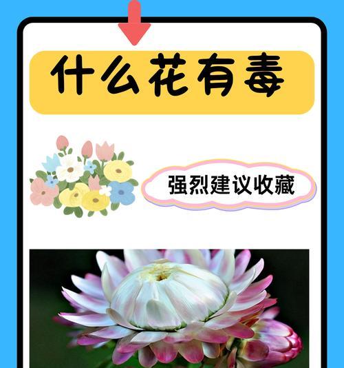 预示好结果的花有哪些？它们的象征意义是什么？