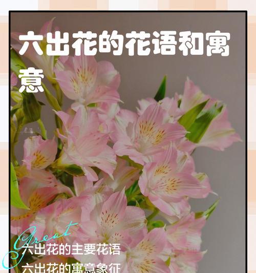 开心的花有哪些？它们的花语是什么？