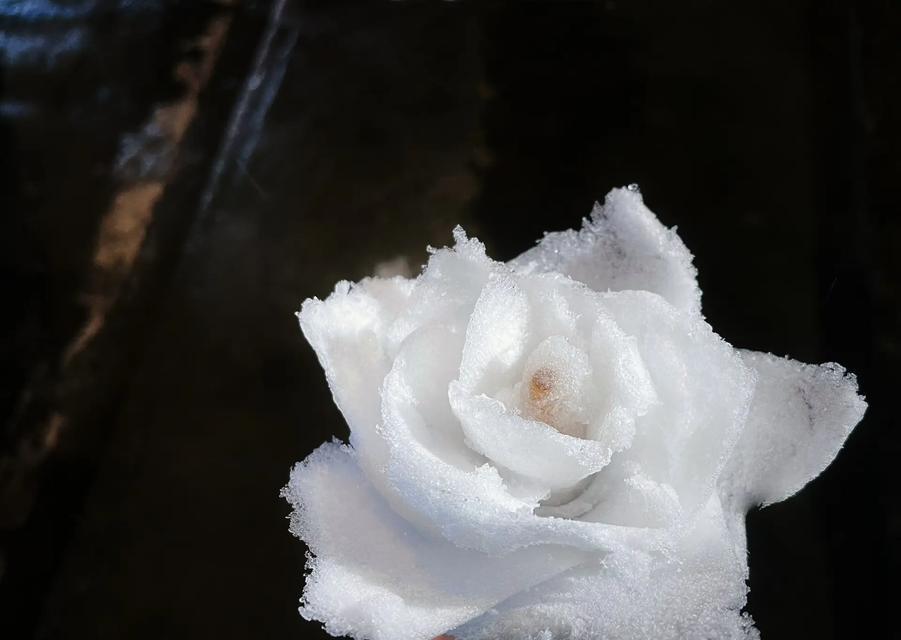 用雪制作的花象征着什么？用雪制作的花的含义是什么？
