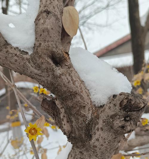用雪制作的花象征着什么？用雪制作的花的含义是什么？