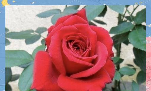 未来象征的鲜花有哪些？它们各自代表了什么？