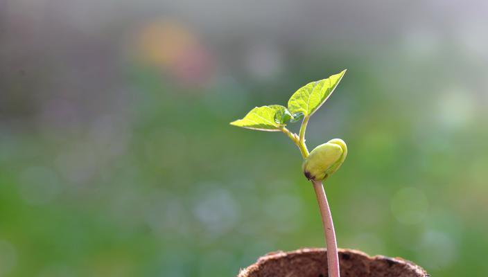 未来象征的鲜花有哪些？它们各自代表了什么？