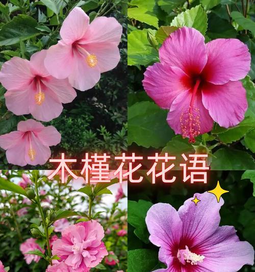 惊鸿花的象征意义是什么？