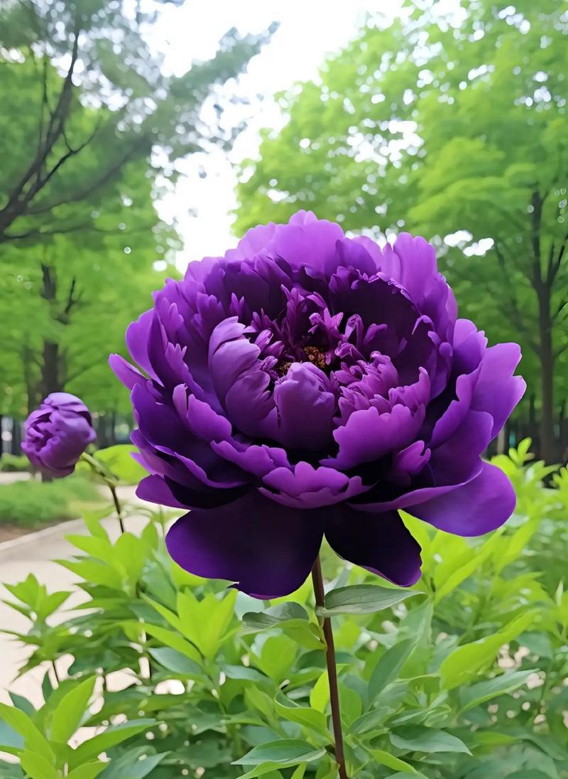惊鸿花的象征意义是什么？