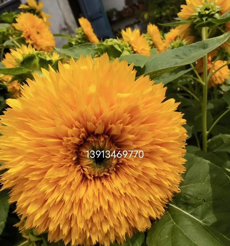 泰迪向日葵的花语是什么？适合送给哪些人？