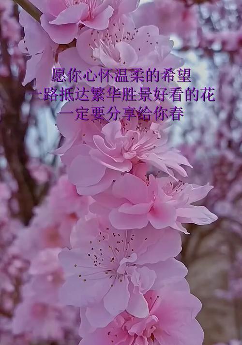 哪些花象征开朗温柔？选择它们有什么好处？