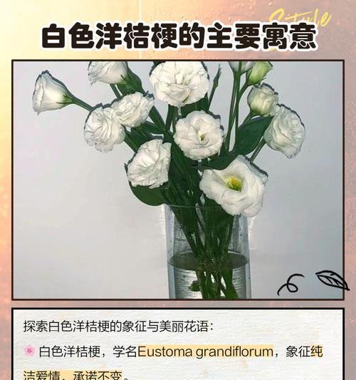 洋桔梗代表什么？它的花语能否揭示其温柔之美？