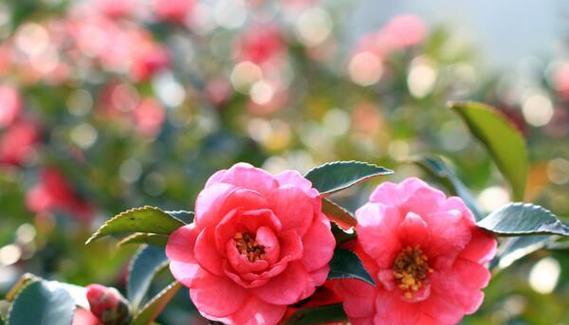 端庄的象征花语是什么？哪种花代表端庄？