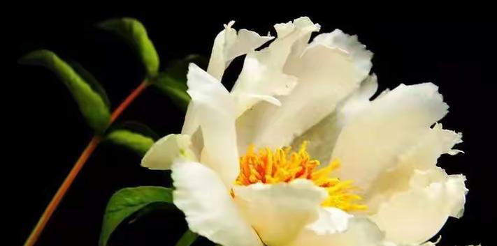 端庄的象征花语是什么？哪种花代表端庄？