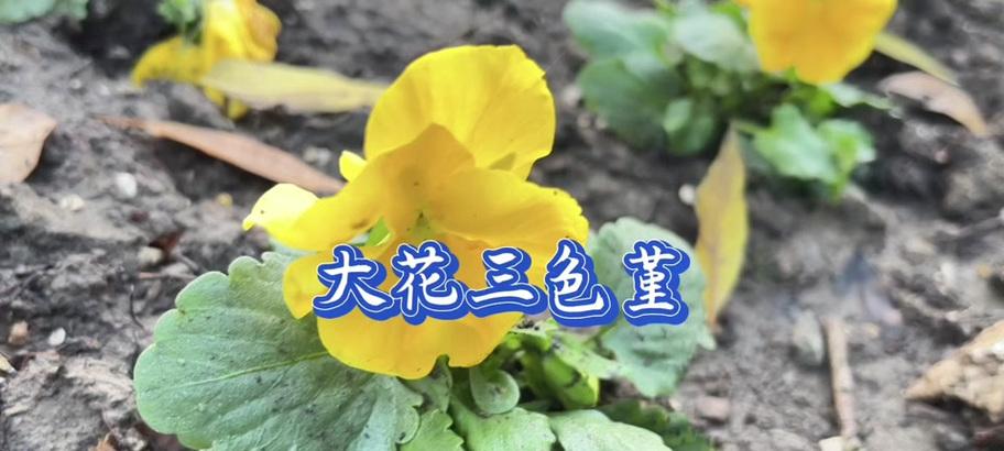 三色花的象征意义是什么？它们的花色名称寓意何在？