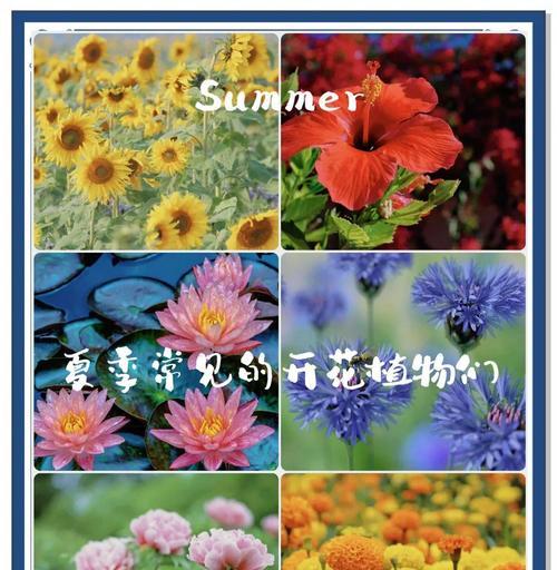 三色花的象征意义是什么？它们的花色名称寓意何在？