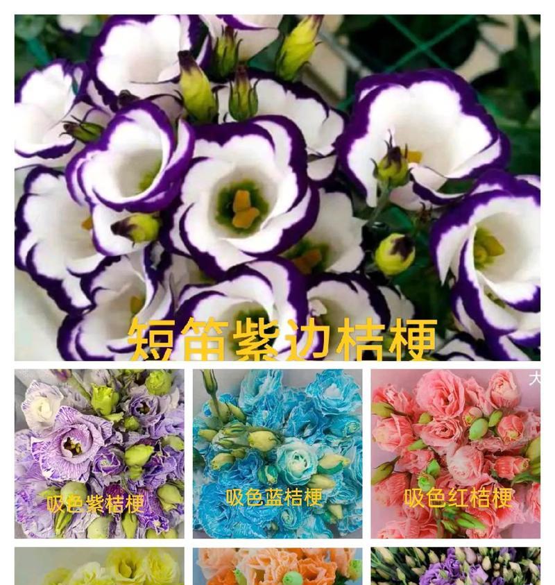 哪些花代表真诚？在赠送时应注意什么？