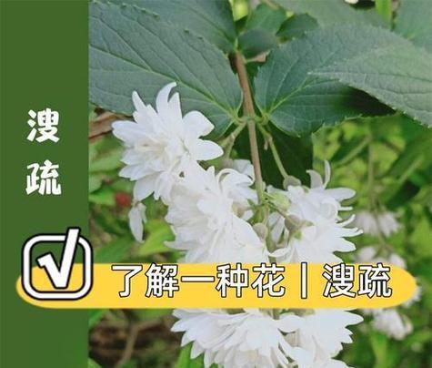 哪些花朵象征权威？它们的权威象征含义是什么？