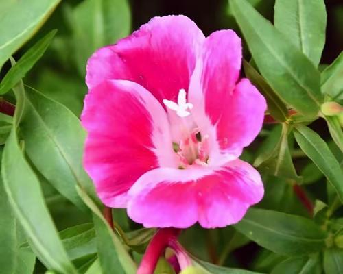 温婉象征的花有哪些？它们的花语是什么？