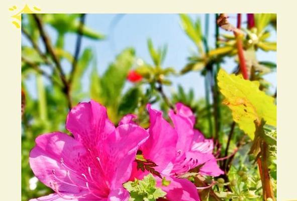 妖怪爱情象征的花朵有哪些？它们各自代表了什么？
