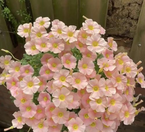 果冻花象征着什么？果冻花的花语是什么？