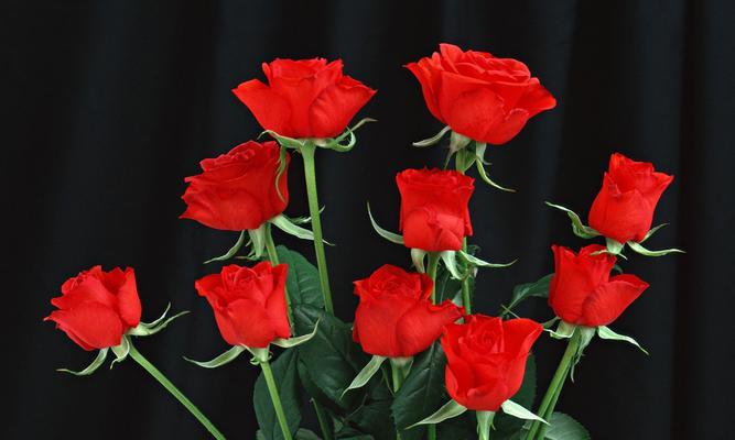绿菊花代表爱情的花有哪些？它们象征着什么？