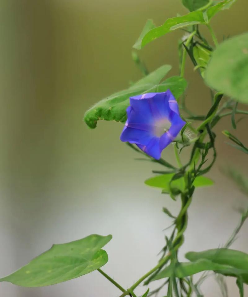 绿菊花代表爱情的花有哪些？它们象征着什么？