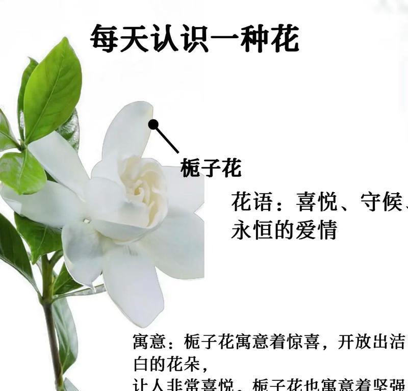 象征幸福的花有哪些？象征幸福的花的寓意是什么？