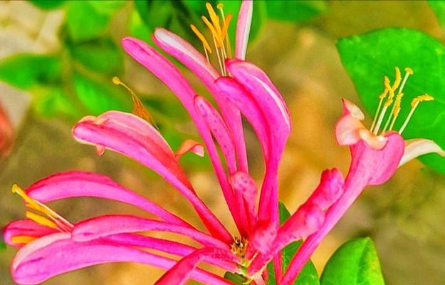 象征幸福的花有哪些？象征幸福的花的寓意是什么？