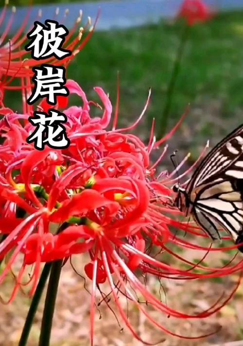 花的心理含义是什么？花在心理上的象征意义？