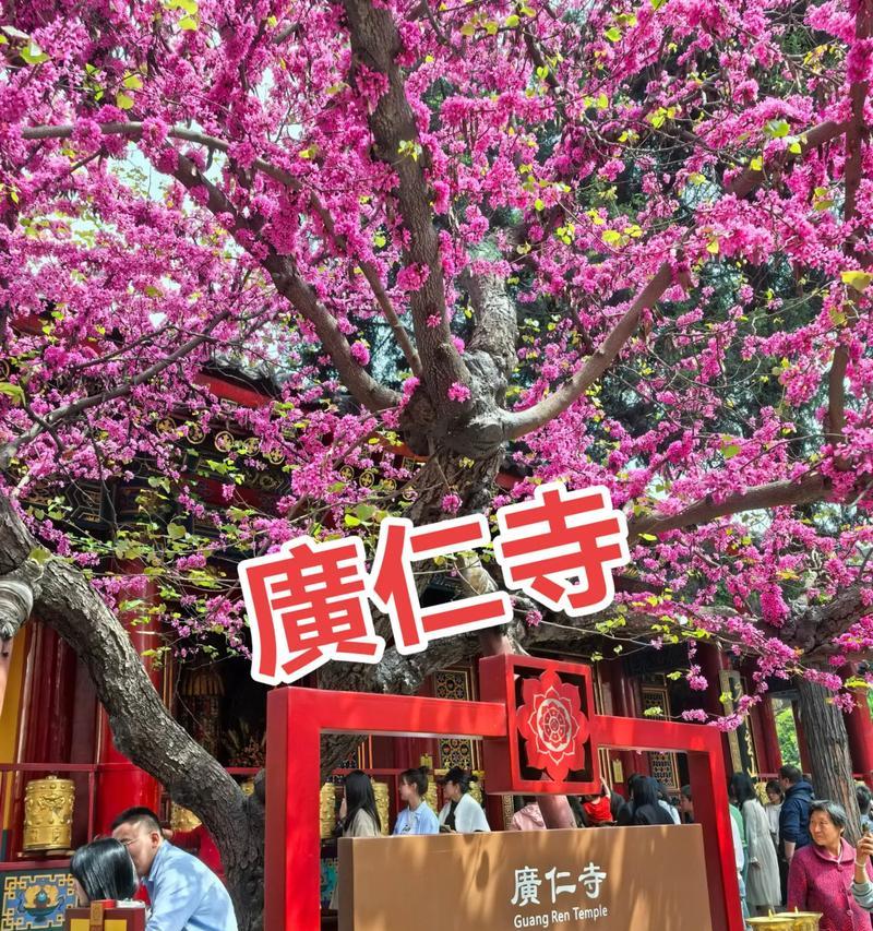 哪些花代表着平安？如何用花来祈求平安？