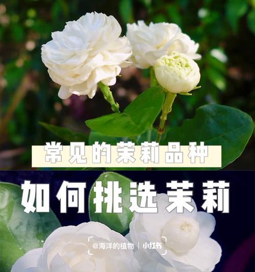 绿茉莉的花语含义是什么？它在花语中代表了什么？