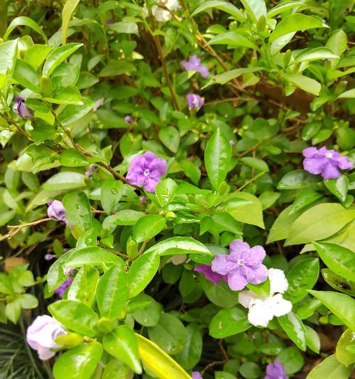 绿茉莉的花语含义是什么？它在花语中代表了什么？