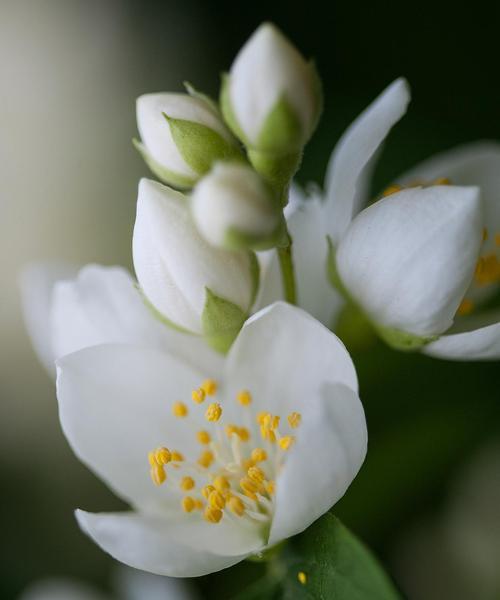 绿茉莉的花语含义是什么？它在花语中代表了什么？