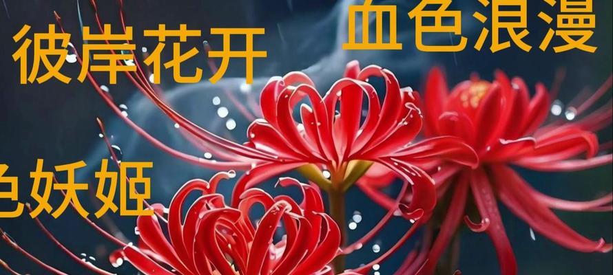 彼岸花的文化寓意是什么？彼岸花在不同文化中的象征意义？