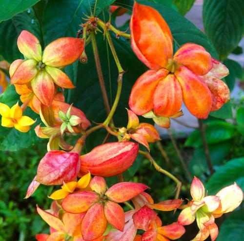 花语金郡花语特点是什么？花语金郡的花语有何独特之处？
