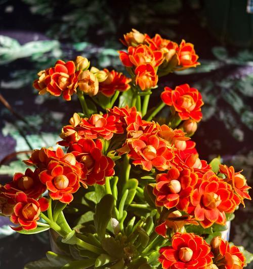 花语金郡花语特点是什么？花语金郡的花语有何独特之处？