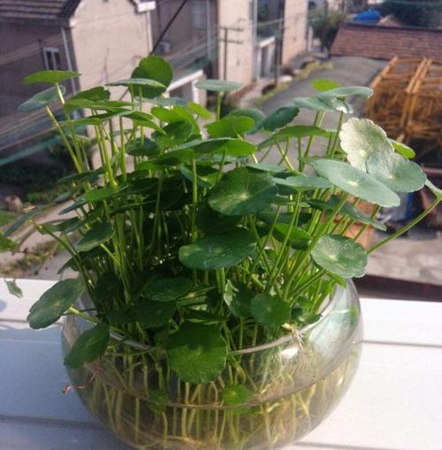 小盆栽中寓意好的花有哪些？