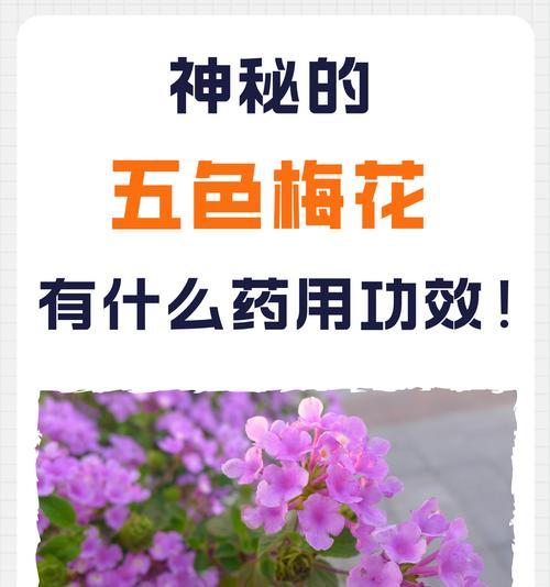 红五花代表什么含义？红五花在传统中的象征意义是什么？