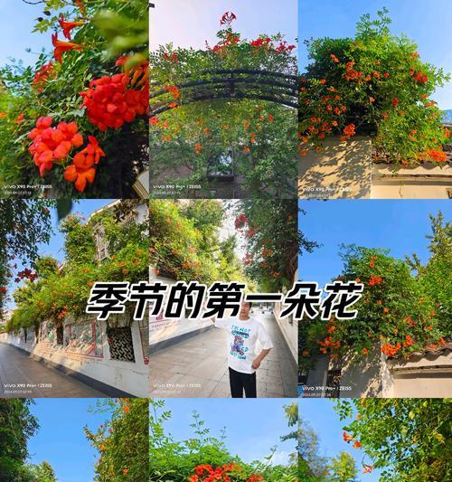 凌霄花代表了什么？它在自然界中代表了什么？
