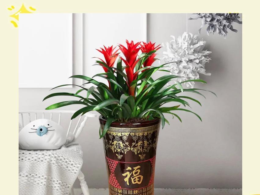 哪种花具有转运的含义？转运花有哪些？